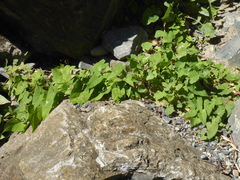 Fallopia convolvulus