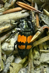 Nicrophorus vespilloides