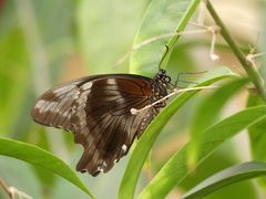 Papilio nireus lyaeus