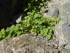 Fallopia convolvulus