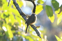 Pycnonotus flavescens