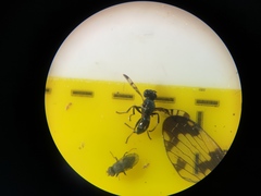 Rivellia syngenesiae