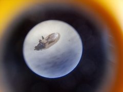 Metopoplax ditomoides