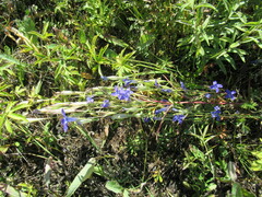 Gentianopsis barbata