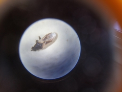 Metopoplax ditomoides