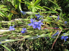Gentianopsis barbata