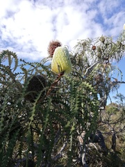 Banksia speciosa