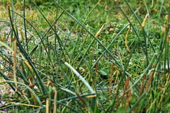 Schoenoplectus pungens