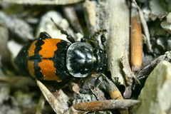 Nicrophorus vespilloides
