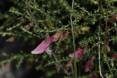 Prostanthera serpyllifolia