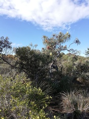 Banksia speciosa