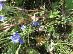 Gentianopsis barbata
