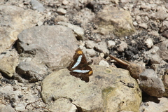 Doxocopa