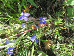 Gentianopsis barbata