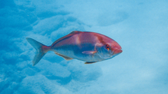 Seriola dumerili