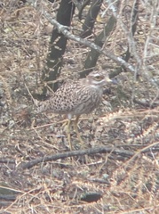 Burhinus capensis capensis