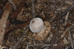 Geastrum tenuipes