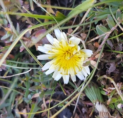 Taraxacum coreanum