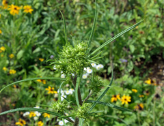 Helianthus angustifolius