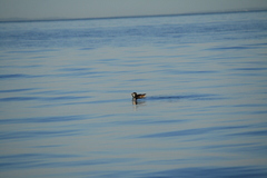 Cerorhinca monocerata