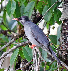 Hypsipetes leucocephalus