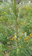 Helianthus angustifolius