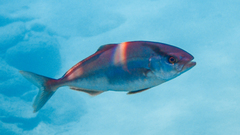 Seriola dumerili