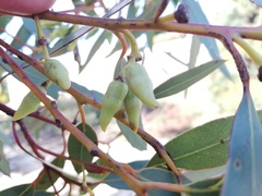 Eucalyptus ecostata