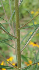 Helianthus angustifolius