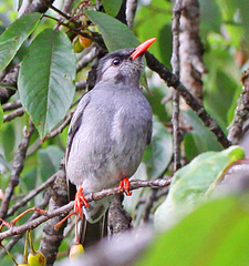 Hypsipetes leucocephalus