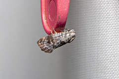 Eupselia carpocapsella