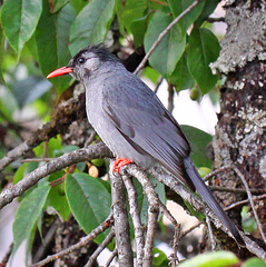 Hypsipetes leucocephalus