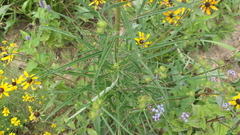 Helianthus angustifolius
