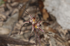 Caladenia sigmoidea