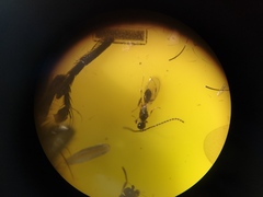Diapriinae
