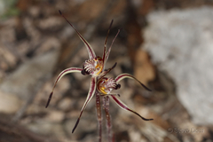 Caladenia sigmoidea