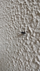 Evania appendigaster