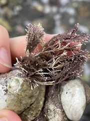 Corallina officinalis