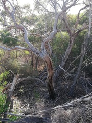 Eucalyptus ecostata