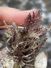 Corallina officinalis