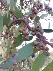 Eucalyptus ecostata