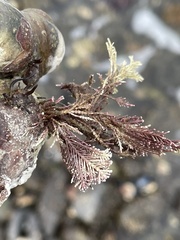 Corallina officinalis