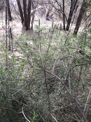 Clematis leptophylla