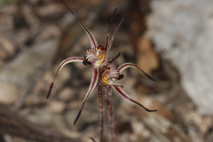 Caladenia sigmoidea