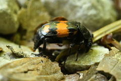 Nicrophorus vespilloides