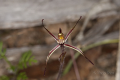 Caladenia sigmoidea