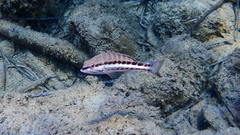 Serranus cabrilla