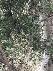 Clematis leptophylla