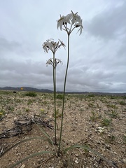 Leucocoryne appendiculata