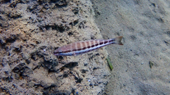 Serranus cabrilla